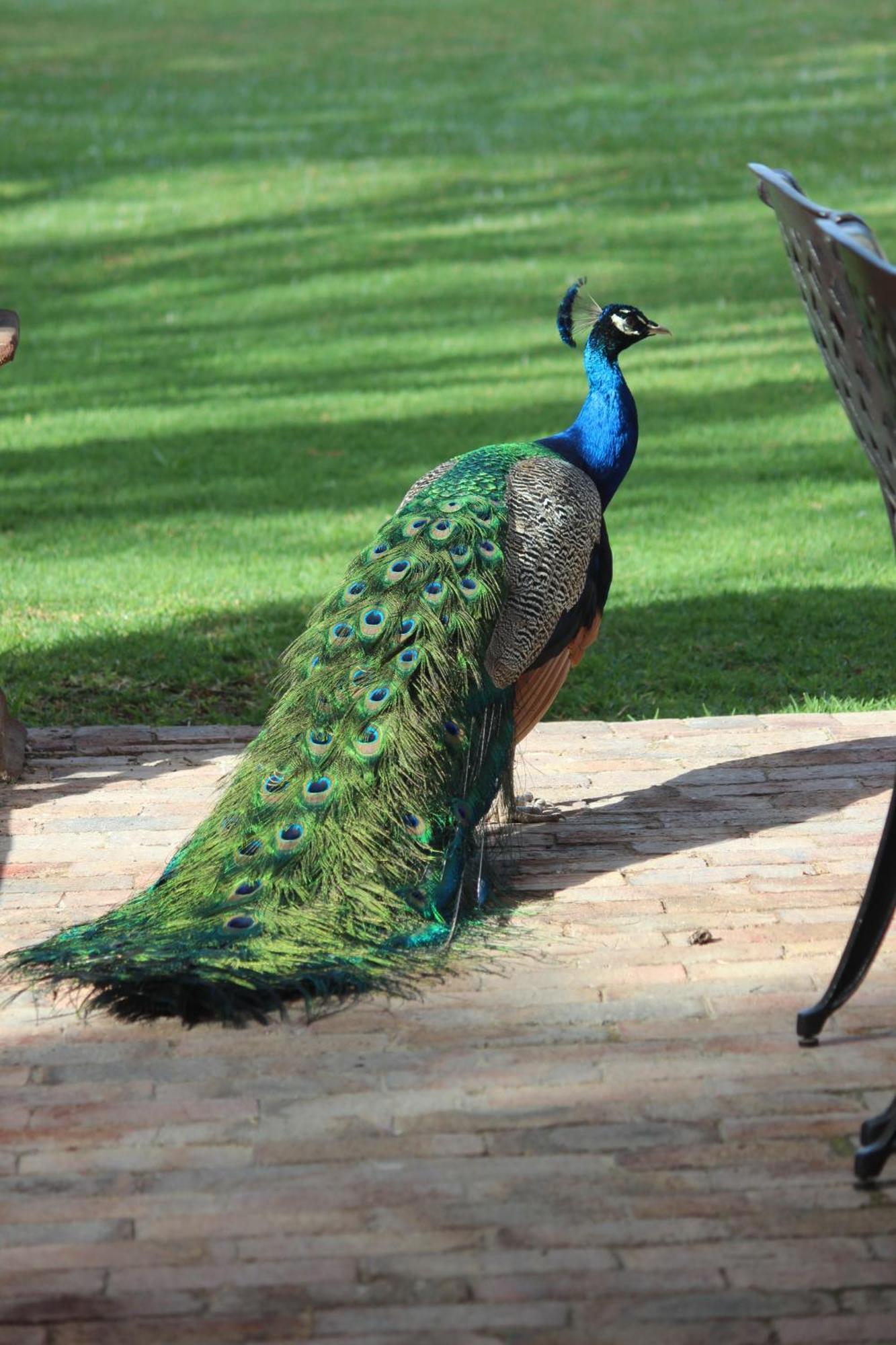 Argyll B&B Oudtshoorn Ngoại thất bức ảnh